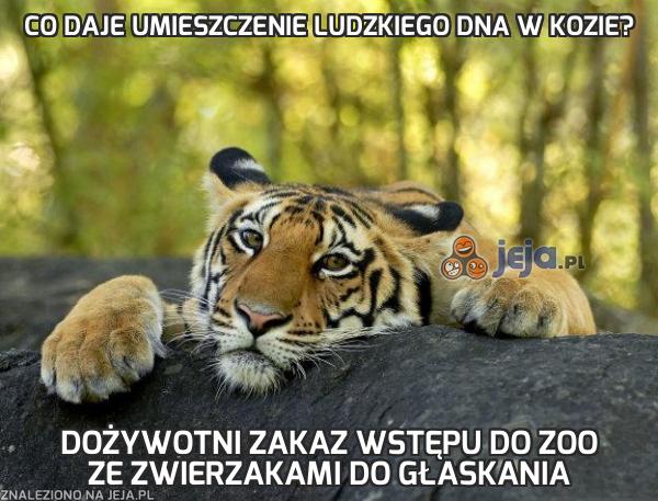 Co daje umieszczenie ludzkiego DNA w kozie?