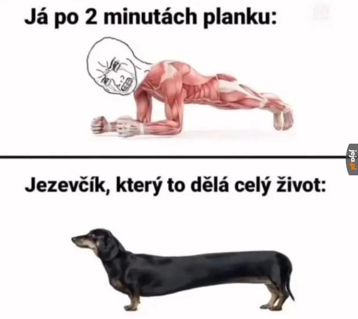 Jamnior