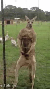 Napakowany rapujący kangur