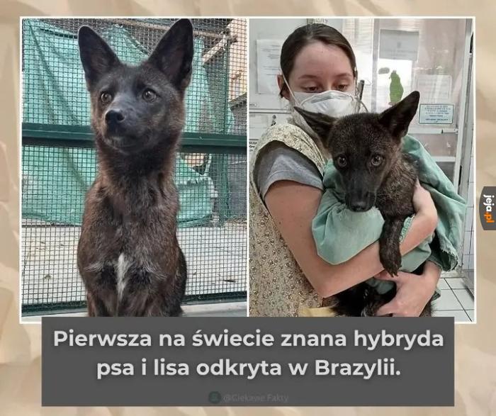 Lisowilk