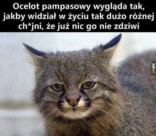 Majestatyczne zwierzę