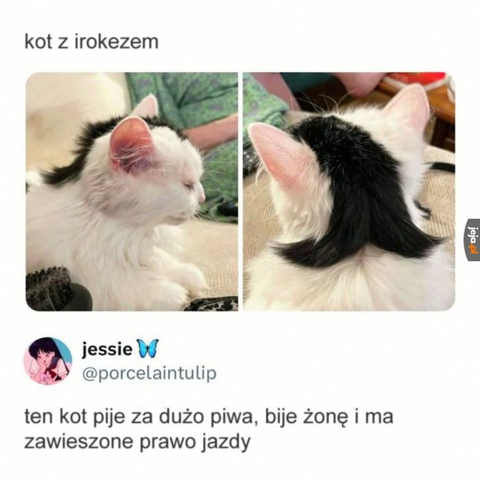 Fakty