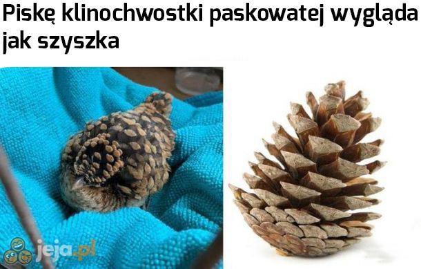 Kiedy skrzyżujesz ptaka z szyszką