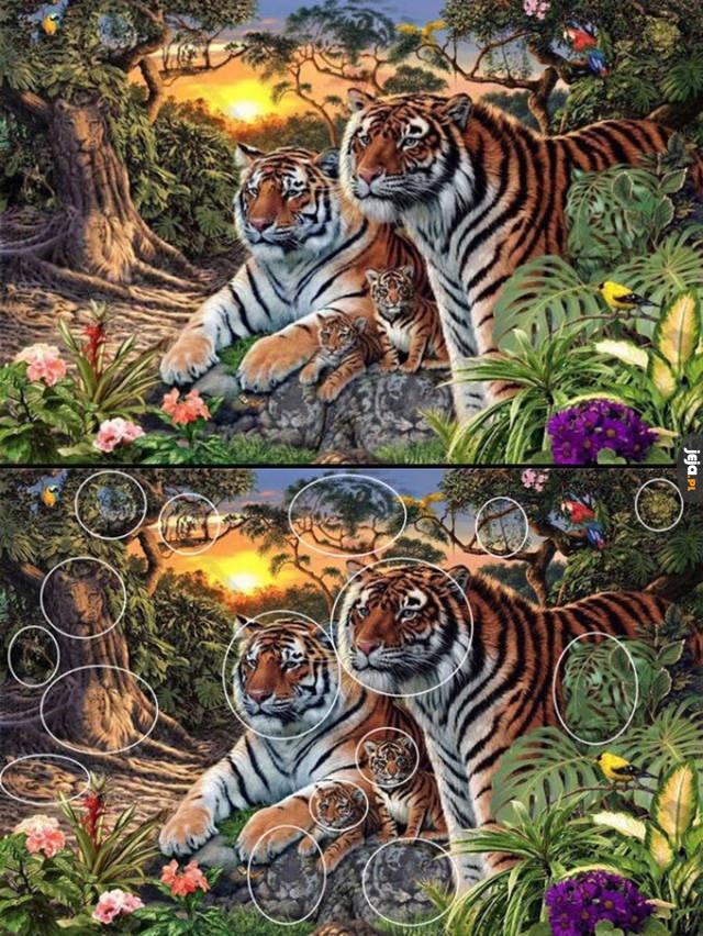 Znajdź tygrysy