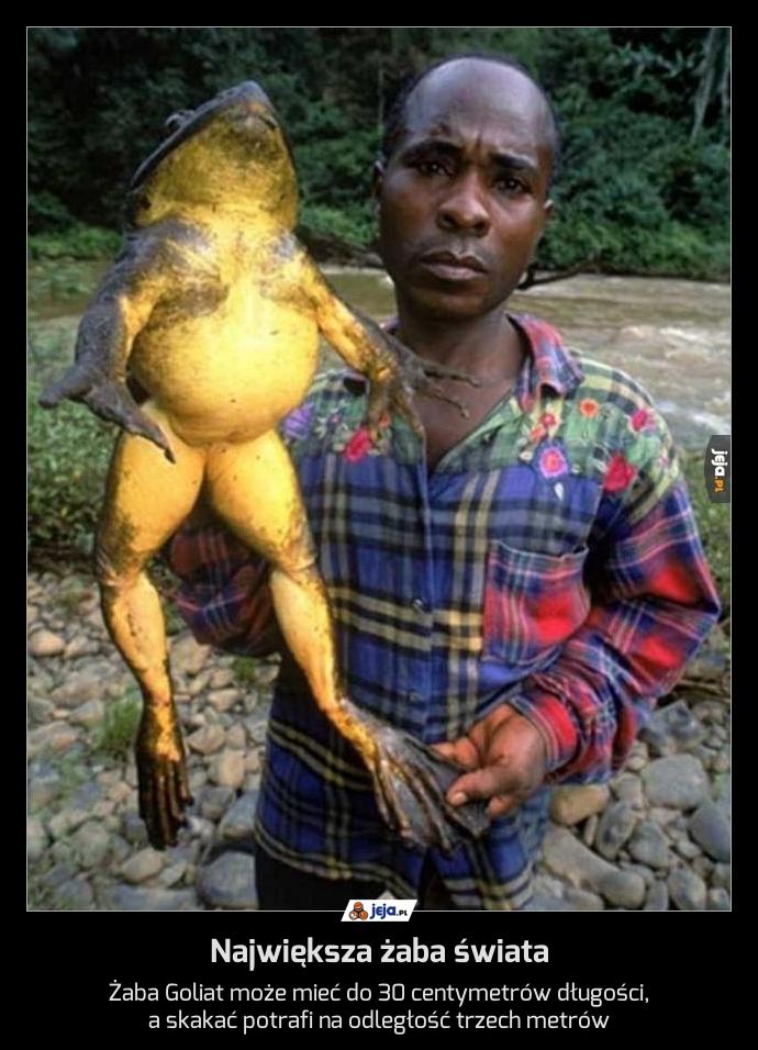 Największa żaba świata