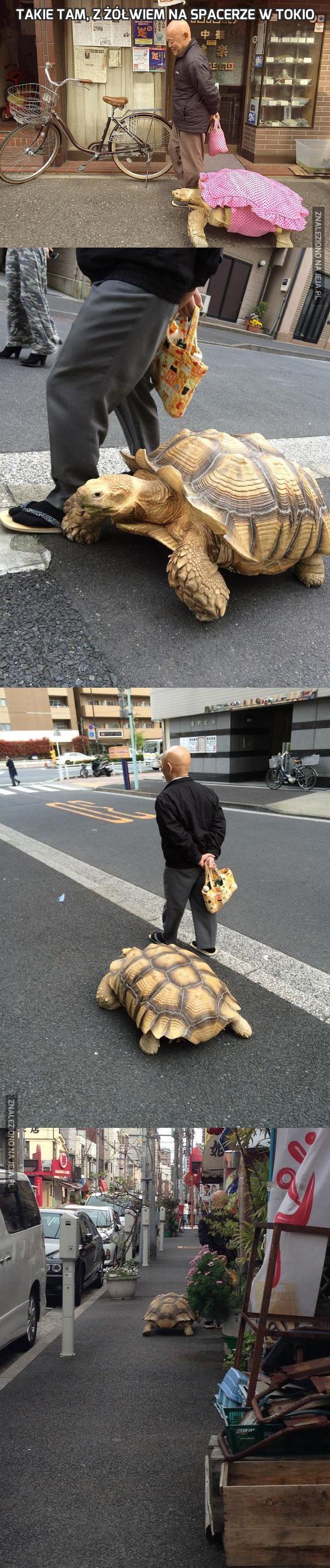 Takie tam, z żółwiem na spacerze w Tokio