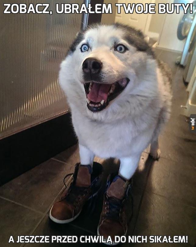 Zobacz, ubrałem Twoje buty!