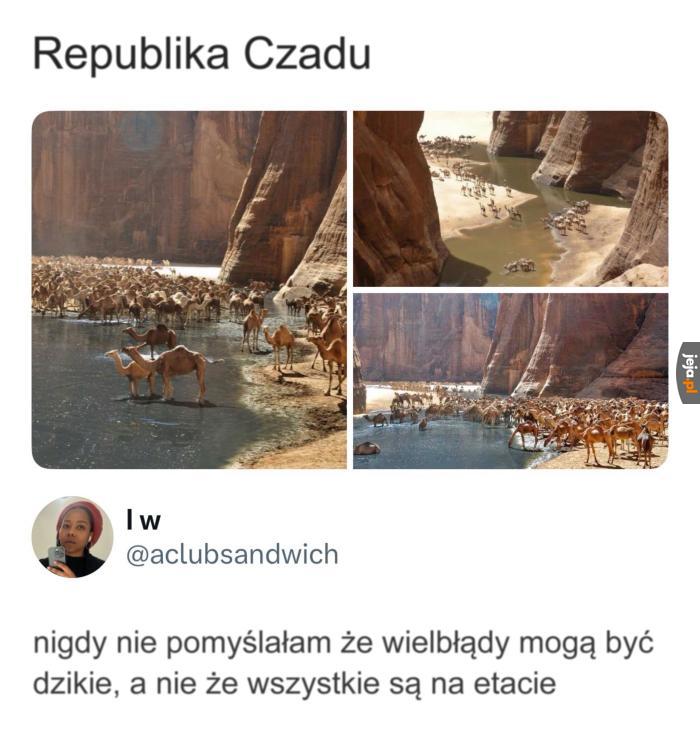 Wina kreskówek
