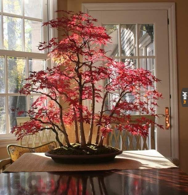 Majestatyczne drzewko bonsai