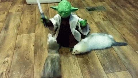 Mistrz Yoda młode fretki trenuje