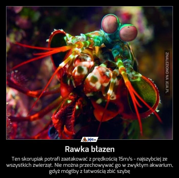 Rawka błazen