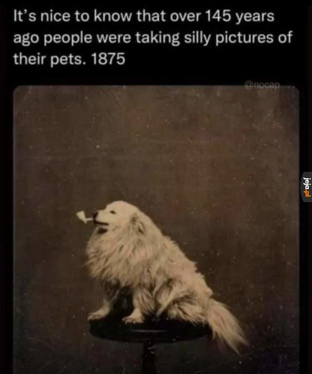 Ludzie od dawna robią śmieszne fotki zwierzakom