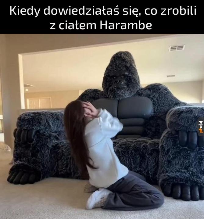 Człowiek patrz, zamieniłem się w kanapę, jestem kanapowy Harambe