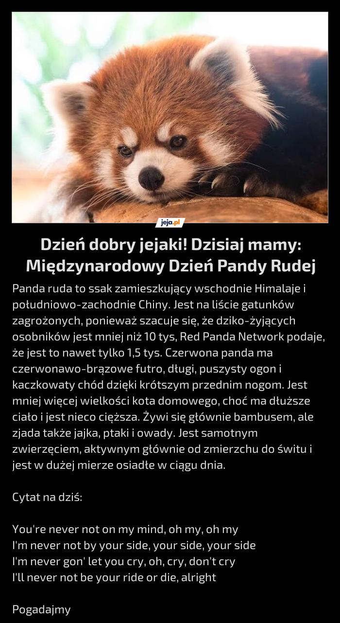 Dzień dobry jejaki! Dzisiaj mamy: Międzynarodowy Dzień Pandy Rudej