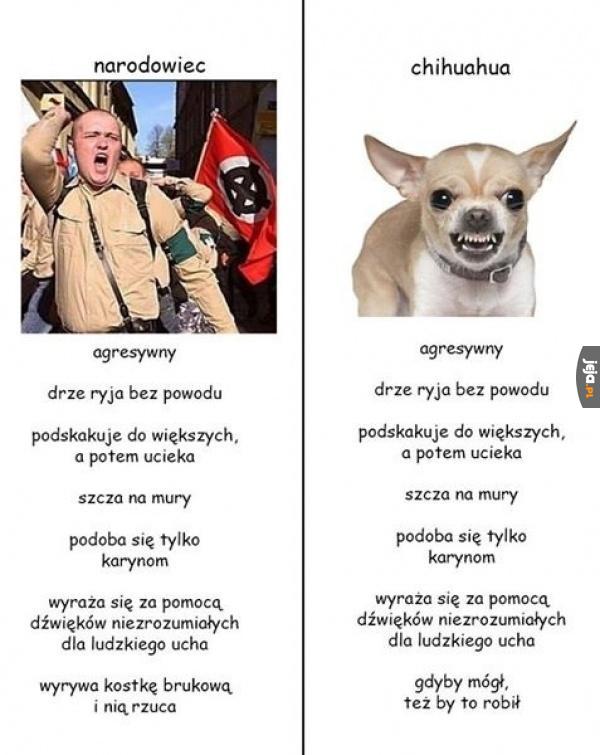Rasa ultra prawicowa
