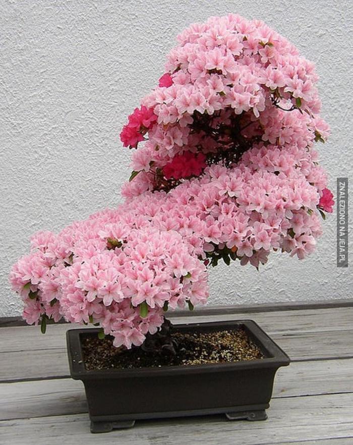 Wiśniowe drzewko bonsai
