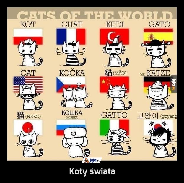 Koty świata
