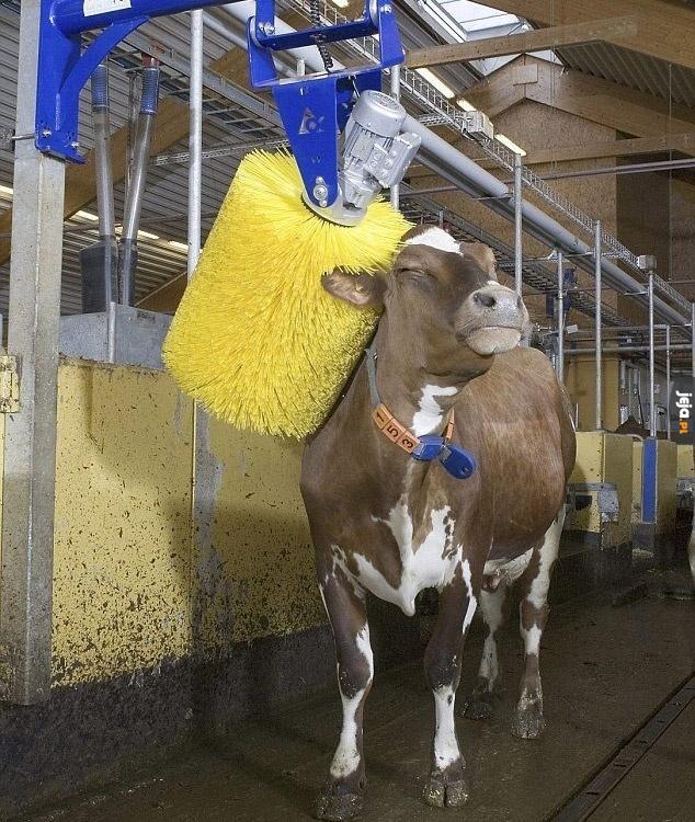 Krowa na myjni