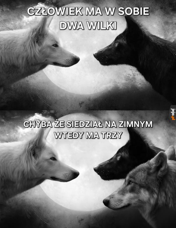 Wilki