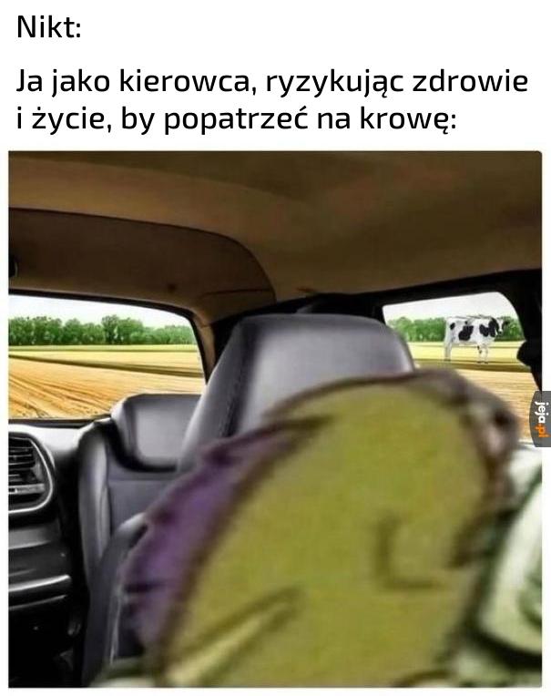 Majestatyvzne zwierzę