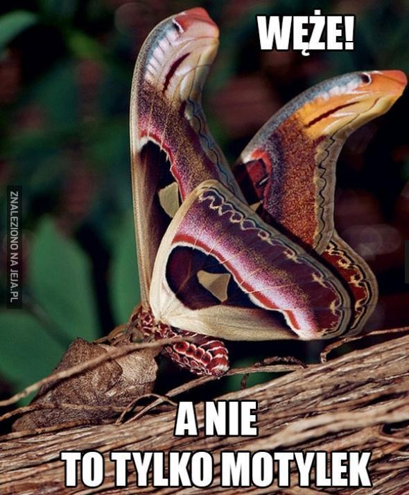 Węże!