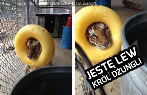 Gdy tygrys dostanie za mocne lekarstwa...