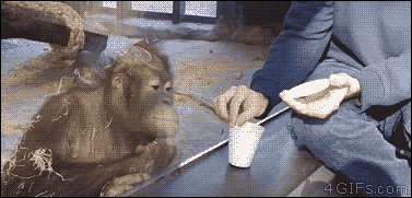Reakcja orangutana na magiczną sztuczkę