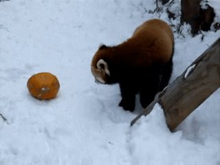 Panda mała vs. dynia!