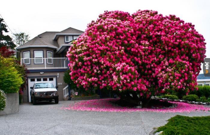 Studwudziestopięcioletni Rododendron