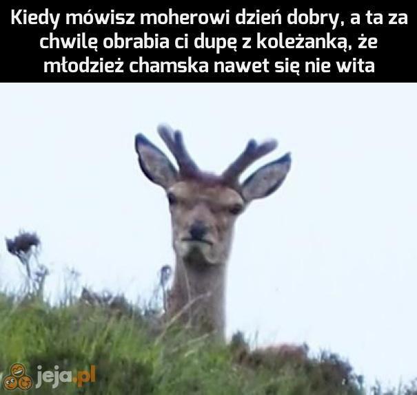Ty głucha babo