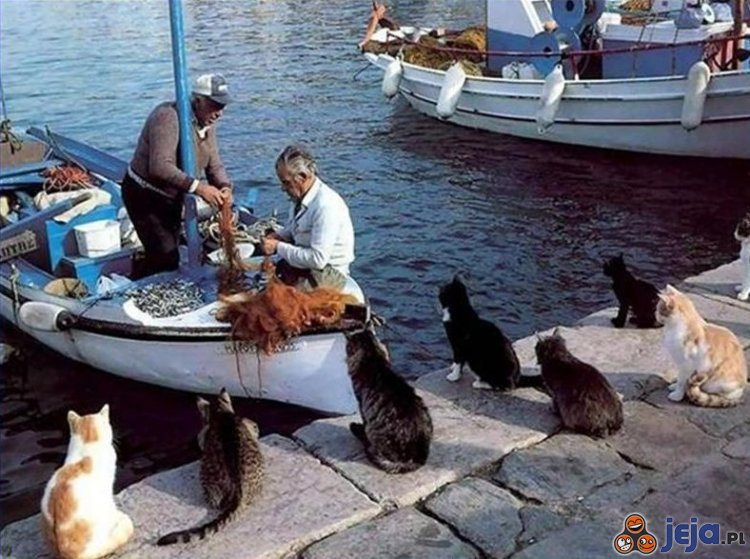 Koty rybaków
