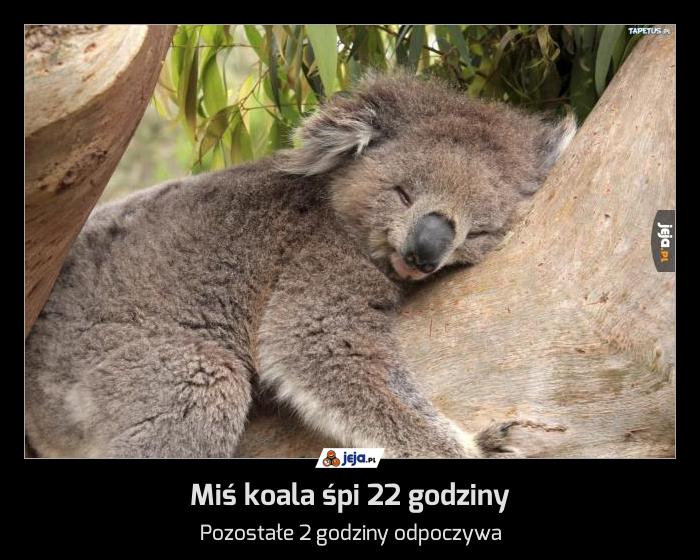 Miś koala śpi 22 godziny