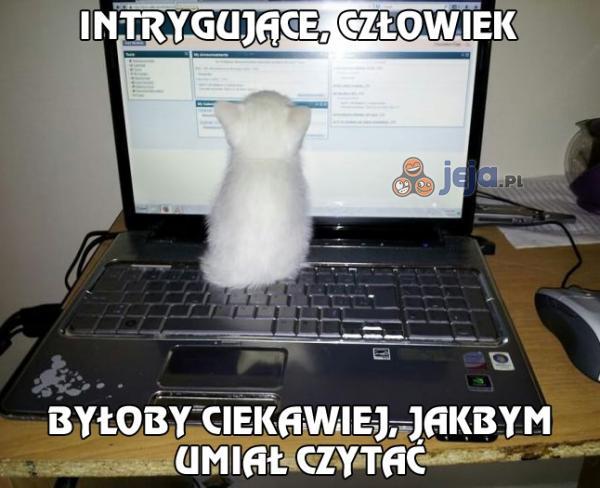 Mój kot uwielbia przeglądać internet