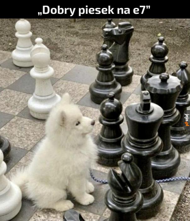 Piesek szachista