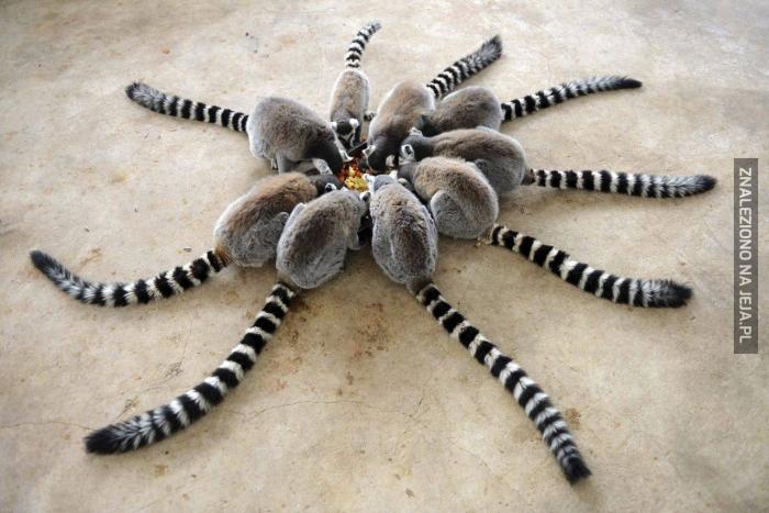 Lemury przy obiedzie