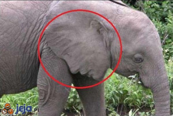 Ucho słonia