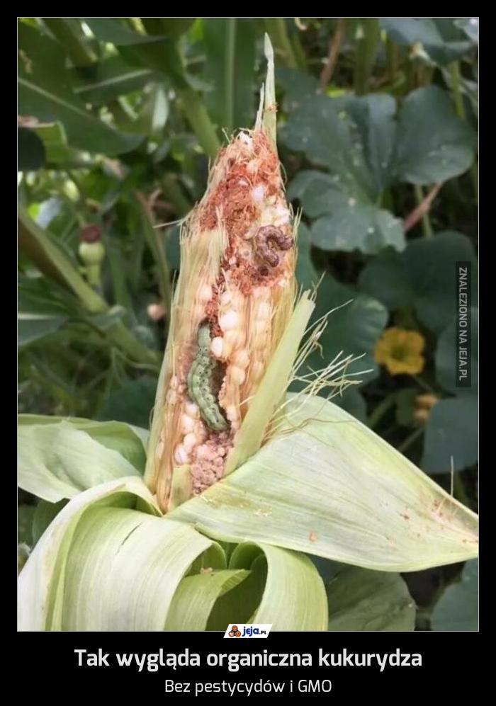 Tak wygląda organiczna kukurydza