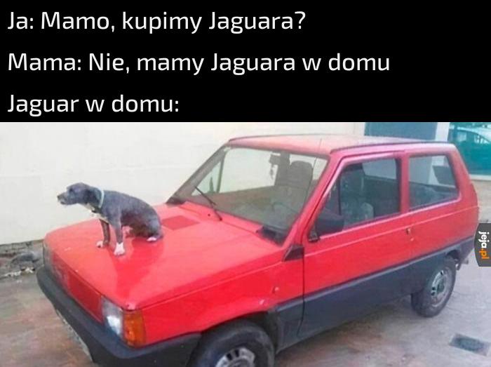 Stare, ale jare