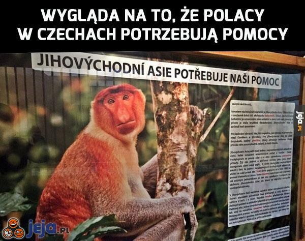 Polacy w Czechach