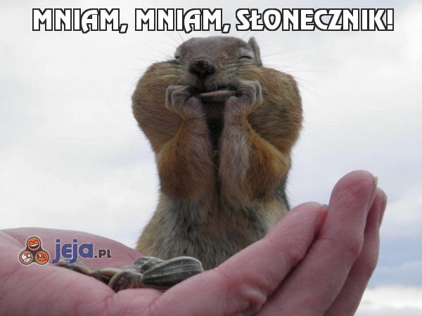 Mniam, mniam, słonecznik!