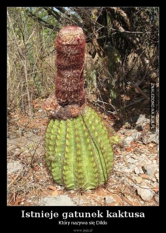 Istnieje gatunek kaktusa