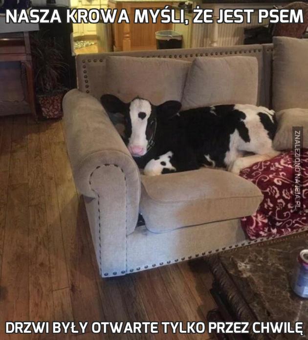 Nasza krowa myśli, że jest psem
