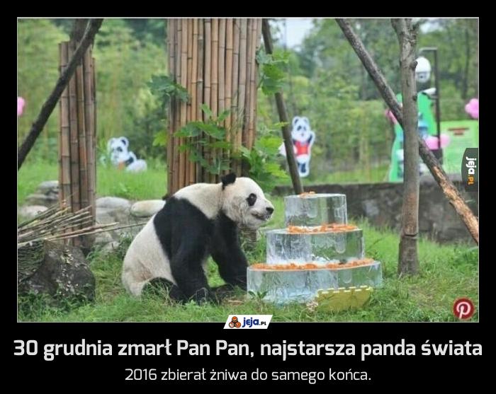 30 grudnia zmarł Pan Pan, najstarsza panda świata