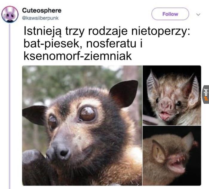 Lubię gacki