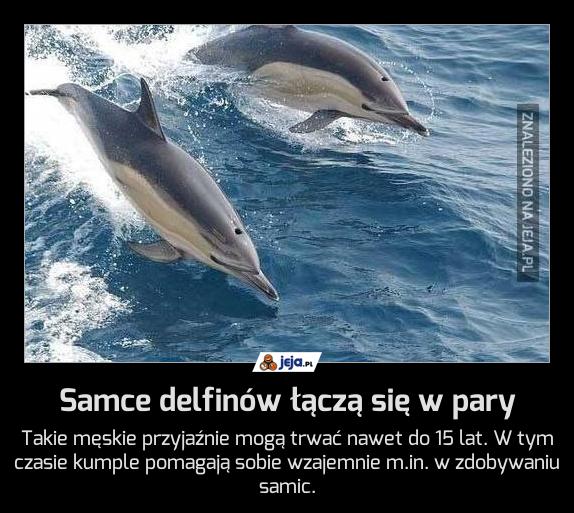 Samce delfinów łączą się w pary