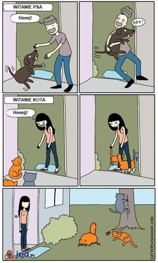 Psy vs koty