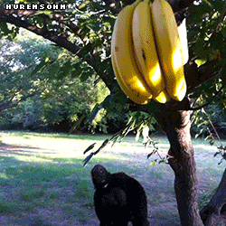 Super banan ratuje swą rodzinę przed cowiekiem maupom