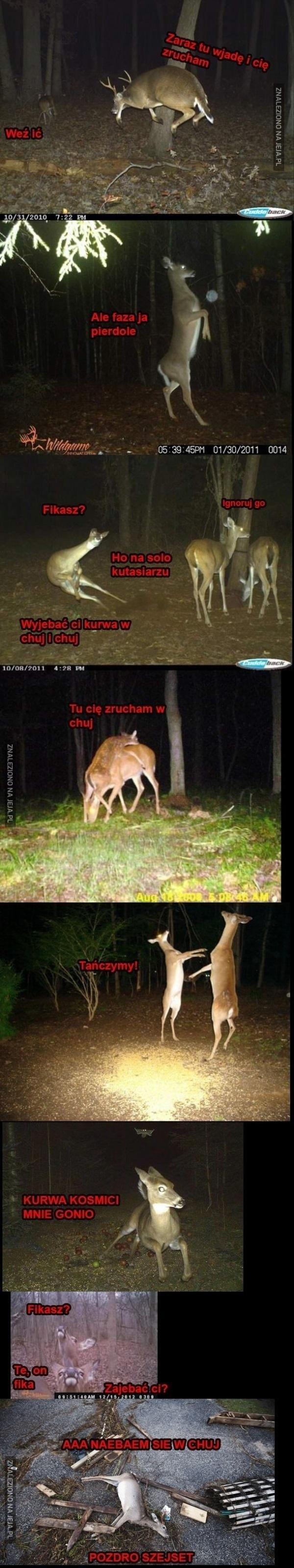 Cwaniackie sarenki