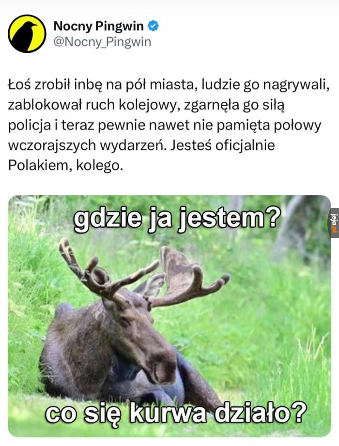 Dobra impreza