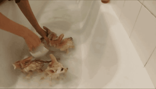 Małe liski w kąpieli